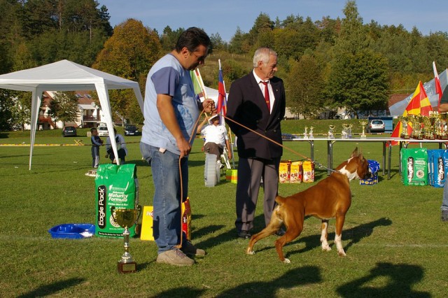 www.boxer-show.eu